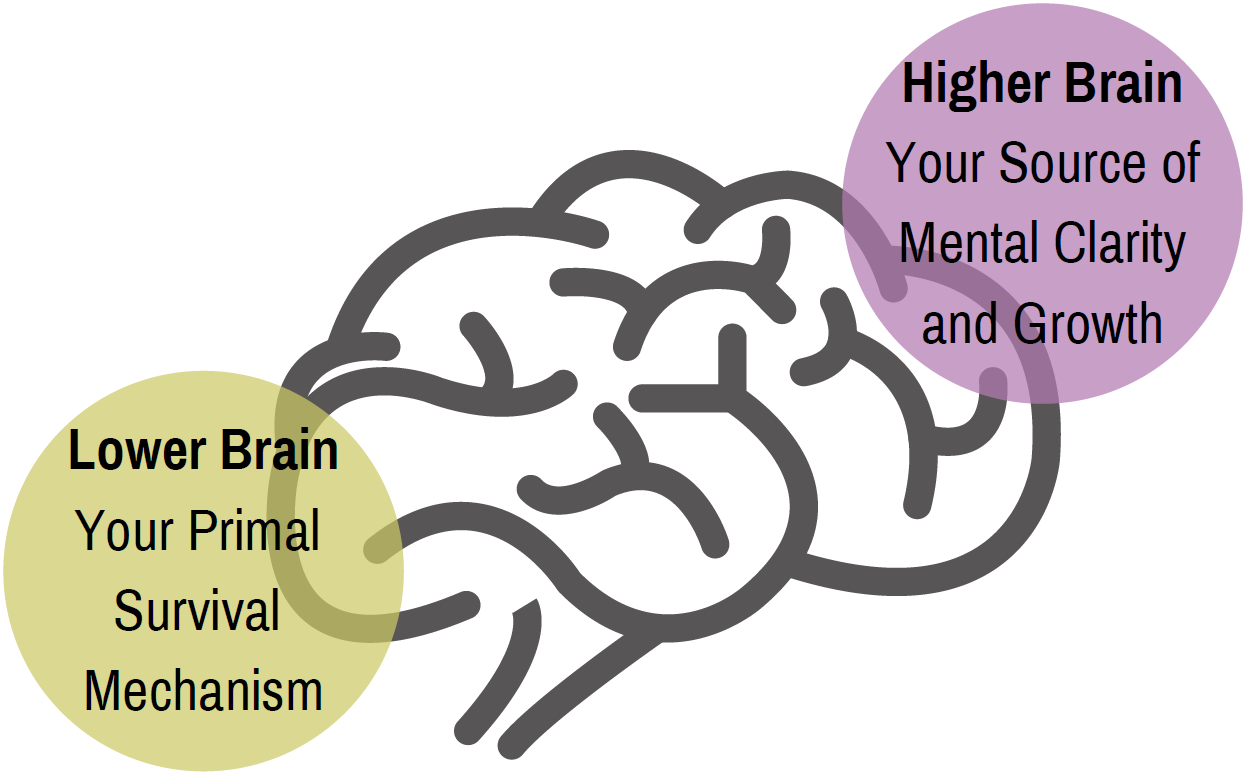 LEO Lower Brain Higher Brain Comparison